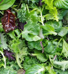 Greens :Rouxai Red Oak Lettuce and Bella Vita Mix