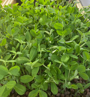 Microgreens  Pea Shoots