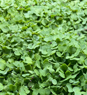 Green Cabbage Microgreens