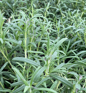 Herbs  Rosemary