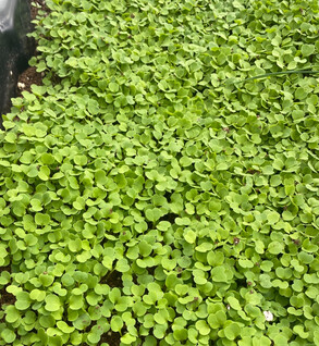 Microgreens  Arugula