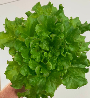 Greens  Muir Summer Crisp