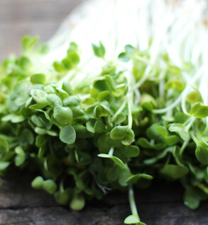 Sample Sizeof 3 Farmer's Choice Microgreens