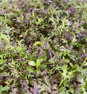 Microgreens  Spicy Mix