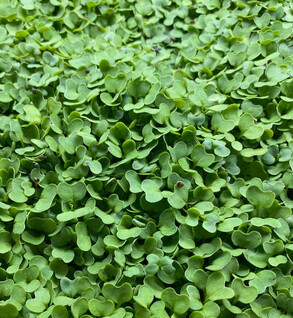 Microgreens  Wasabi