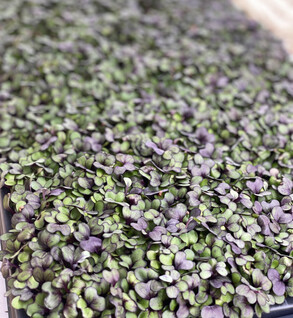 Microgreens  Red Cabbage