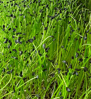 White Scallion Microgreens