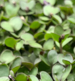 Tender Green Spinach Mustard Micros