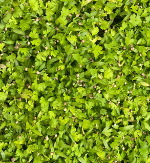 Microgreens  Cilantro