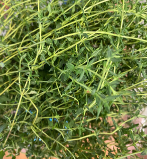 Herbs  Thyme
