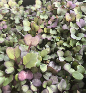 Microgreens Purple Kohlrabi