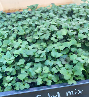 Microgreens Salad Mix