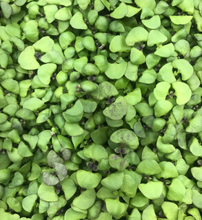 Microgreens  Broccoli