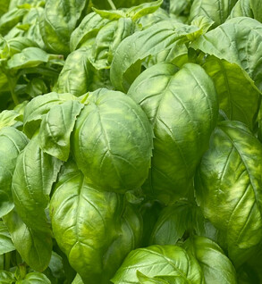 Herbs  Basil