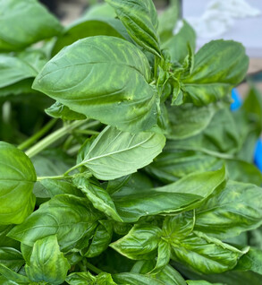Herbs Basil - Pesto Grade