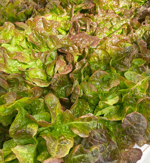 Greens  Red Oak Rouxai