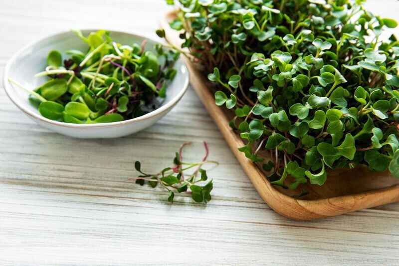 Cauliflower Microgreens