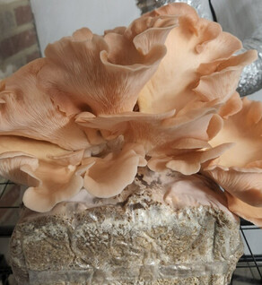 Mushroom: Pink Oyster 1/2 lb