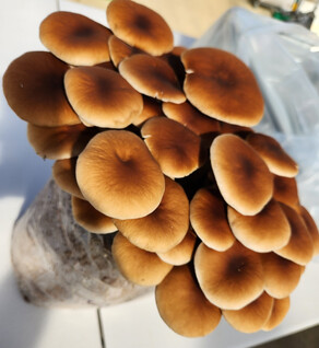 Mushroom: Pioppino 1/2 Pound