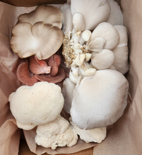 Mushroom Medley--1/2 lb