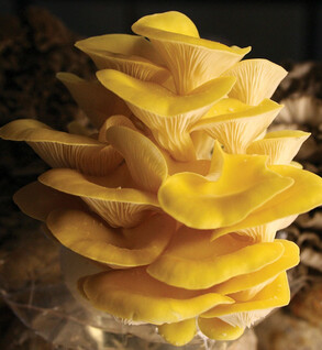 Mushroom: Golden Oyster - .75 lb