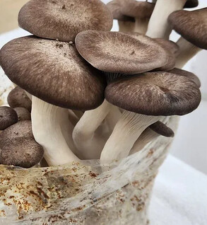 Mushroom: Black Pearl 1 pound