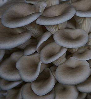 Mushroom: Grey Dove Oyster --Half Pound