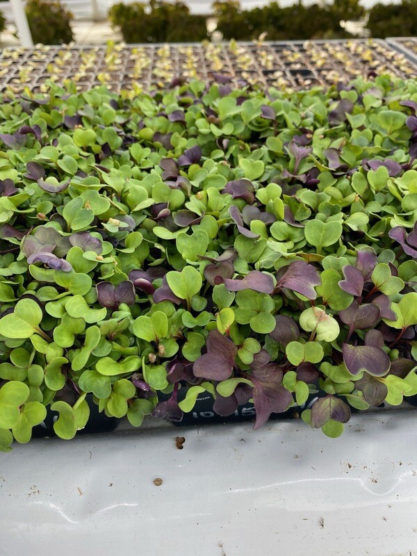 Purple Radish Microgreens