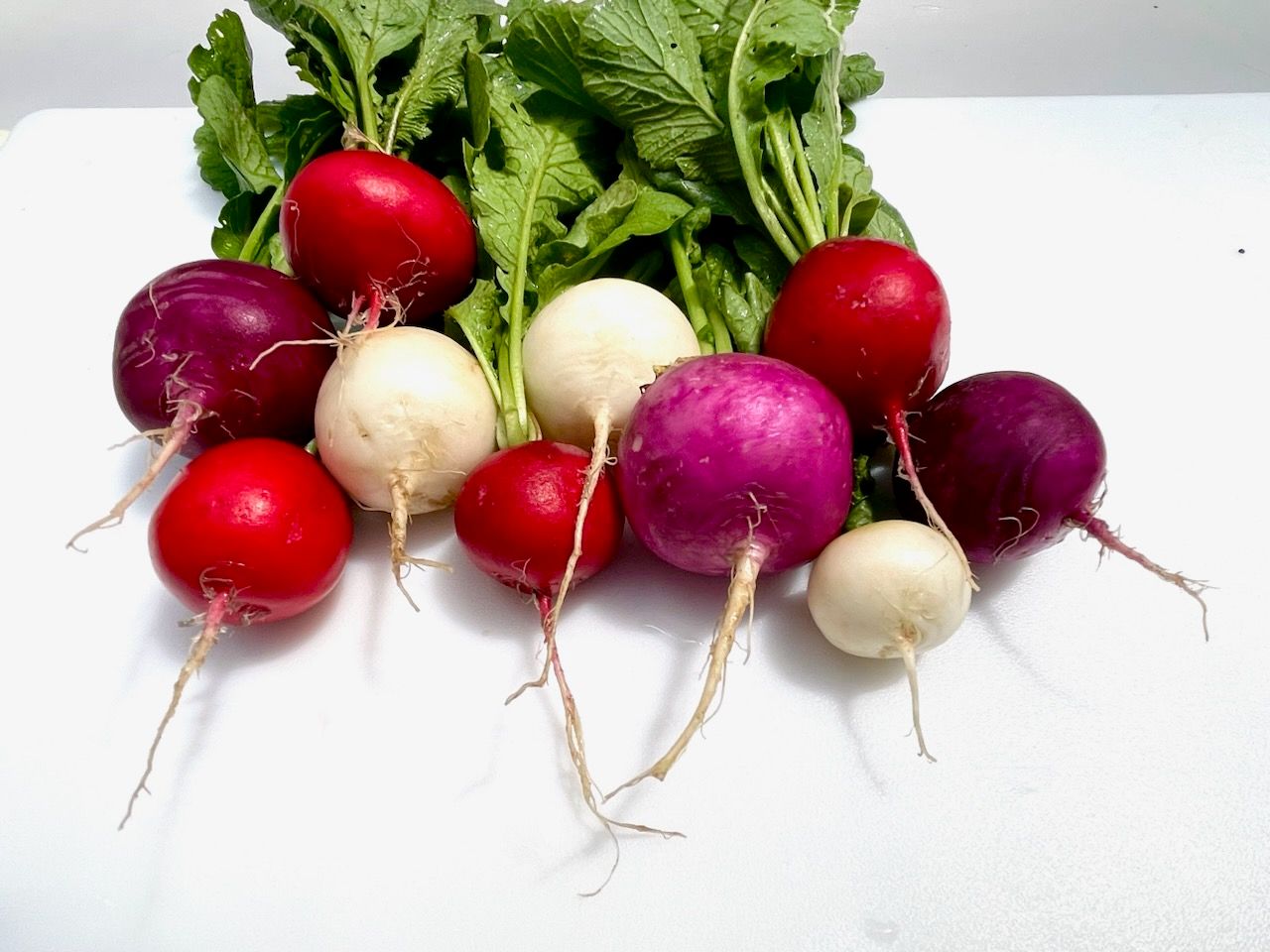 Multi-Color Radishes