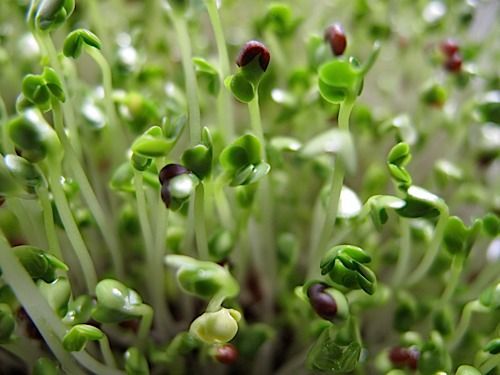 Tatsoi Microgreens