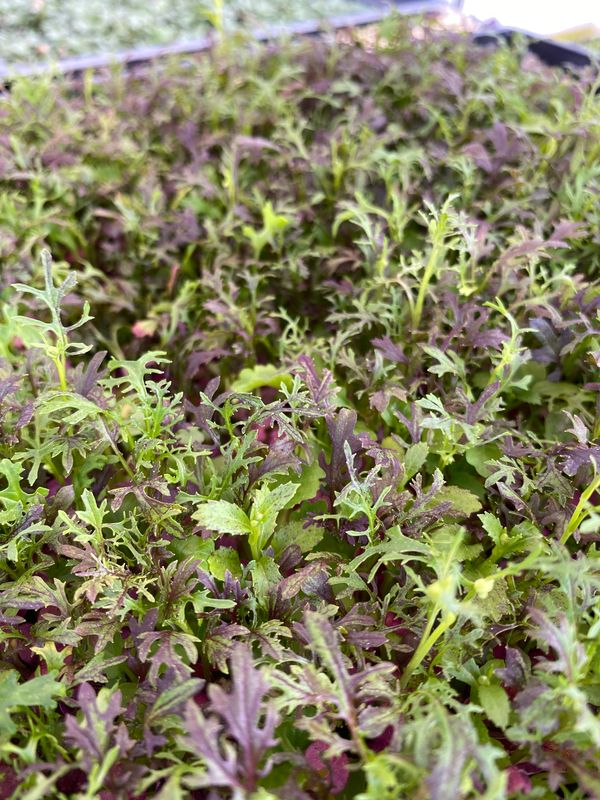 Microgreens Mizuna Mustard