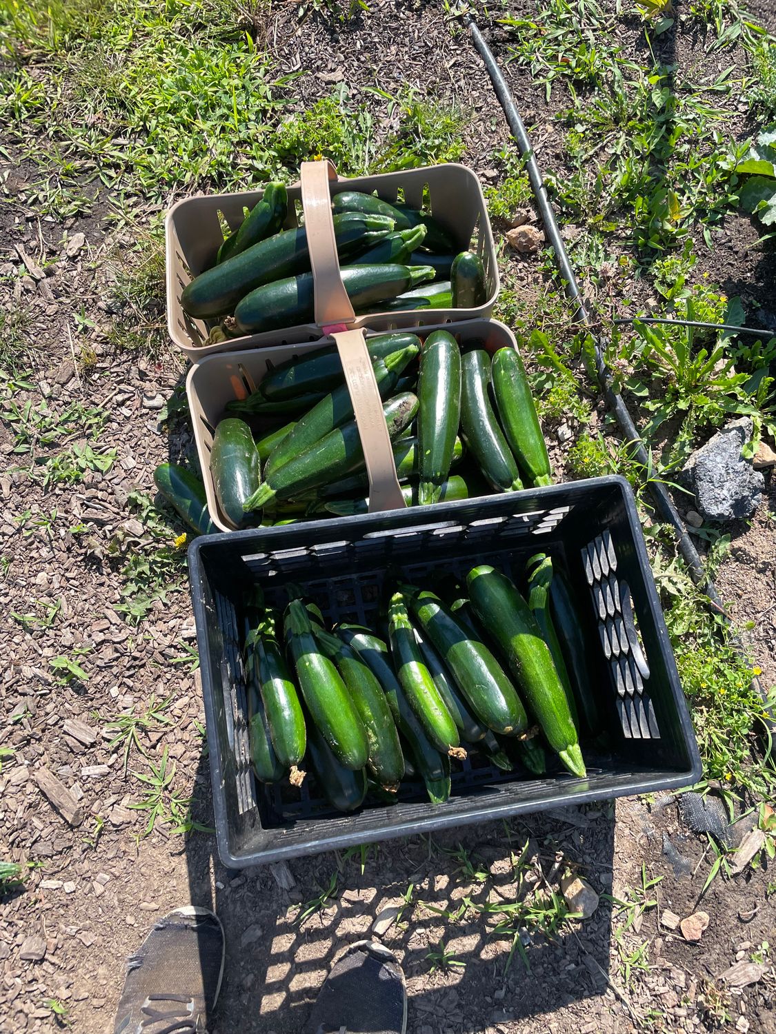 Zucchini -POUND