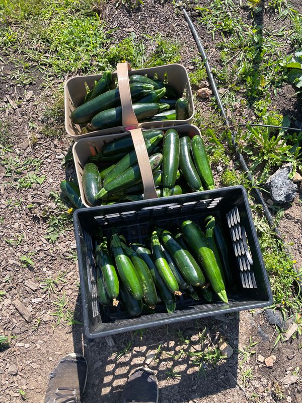 Zucchini -POUND