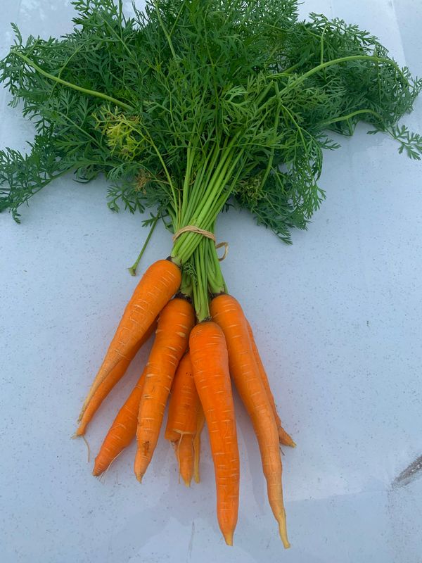 Carrots