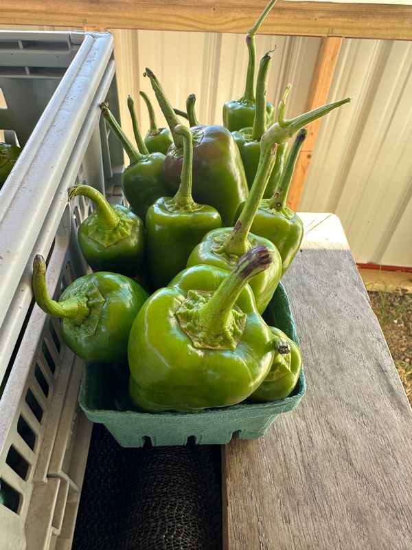 Jalapeño Peppers--Pint