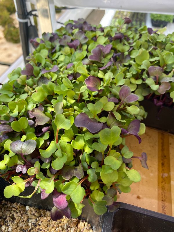 Confetti Microgreens