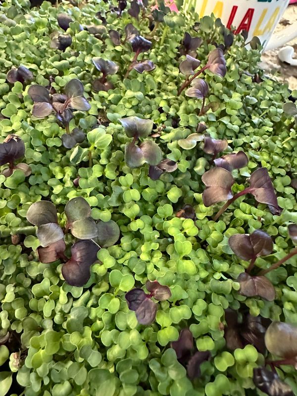 Superfoods Microgreens