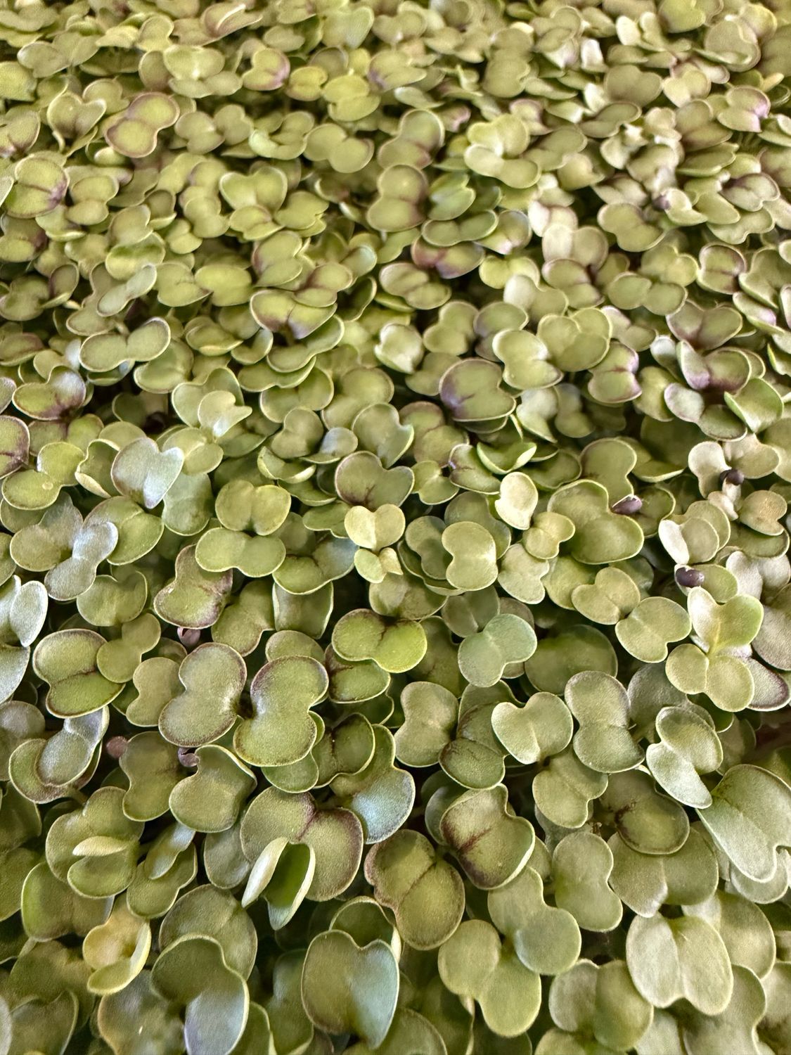 Organic Kale Microgreens