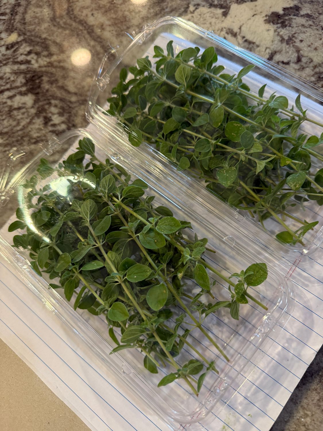 Herbs Oregano