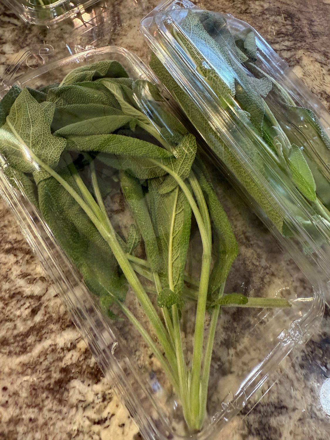 Herbs Sage (Pack)