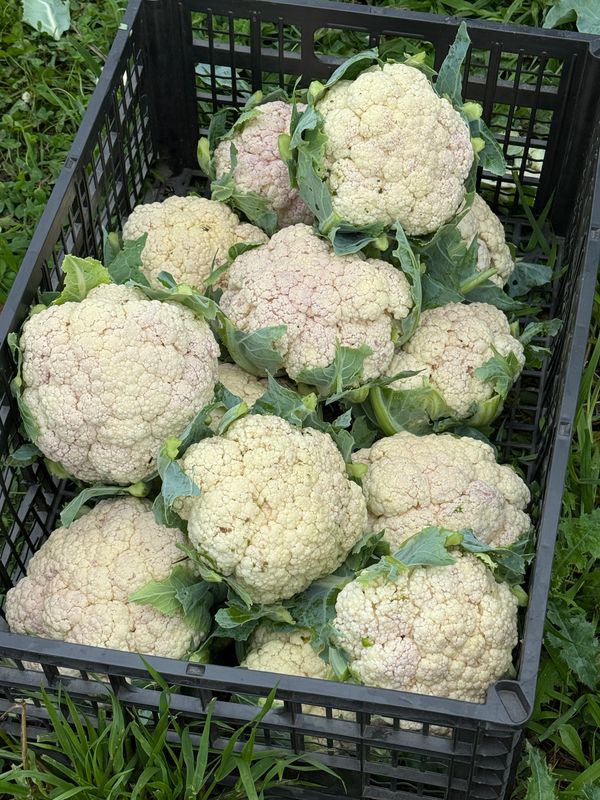 Cauliflower (Heads)
