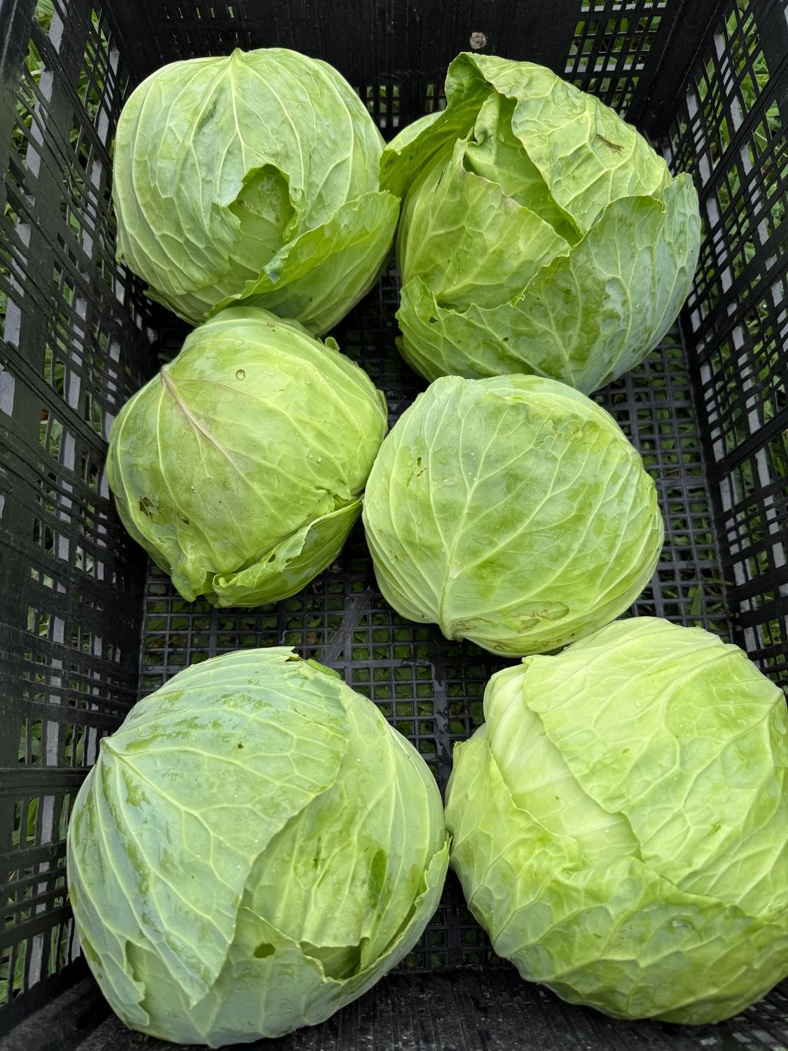 Green Cabbage