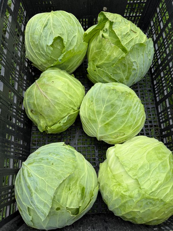 Green Cabbage