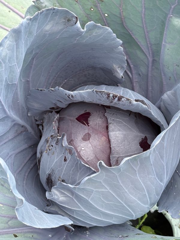 Red Cabbage