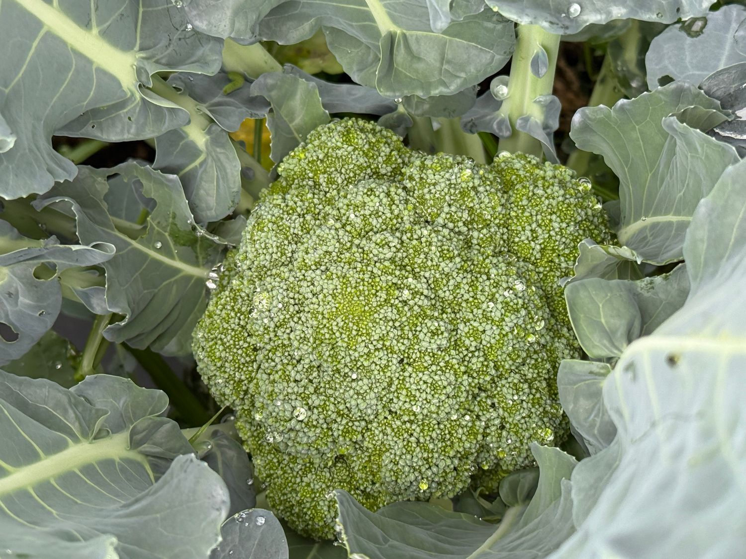 Broccoli