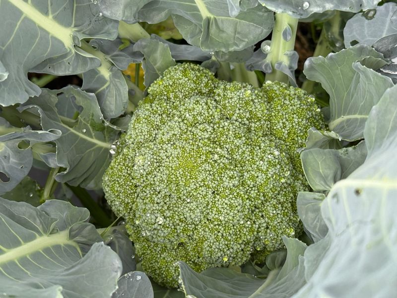 Broccoli