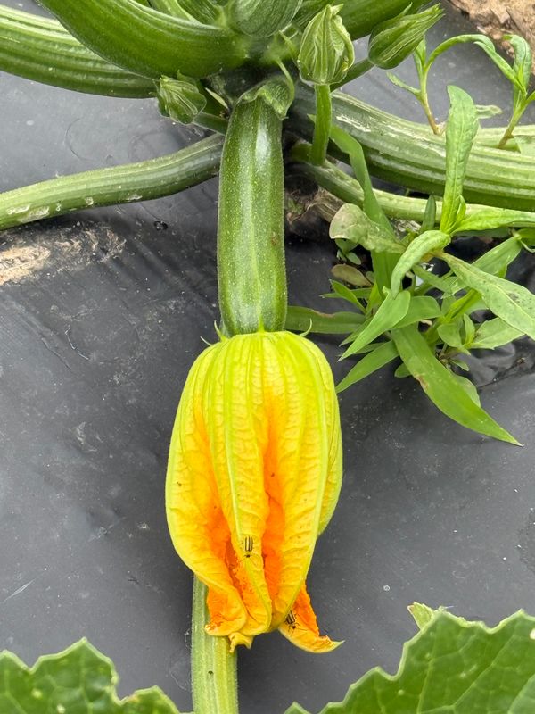Zucchini -POUND