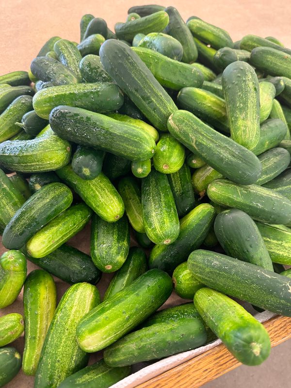 Slicing Cucumbers (pound)