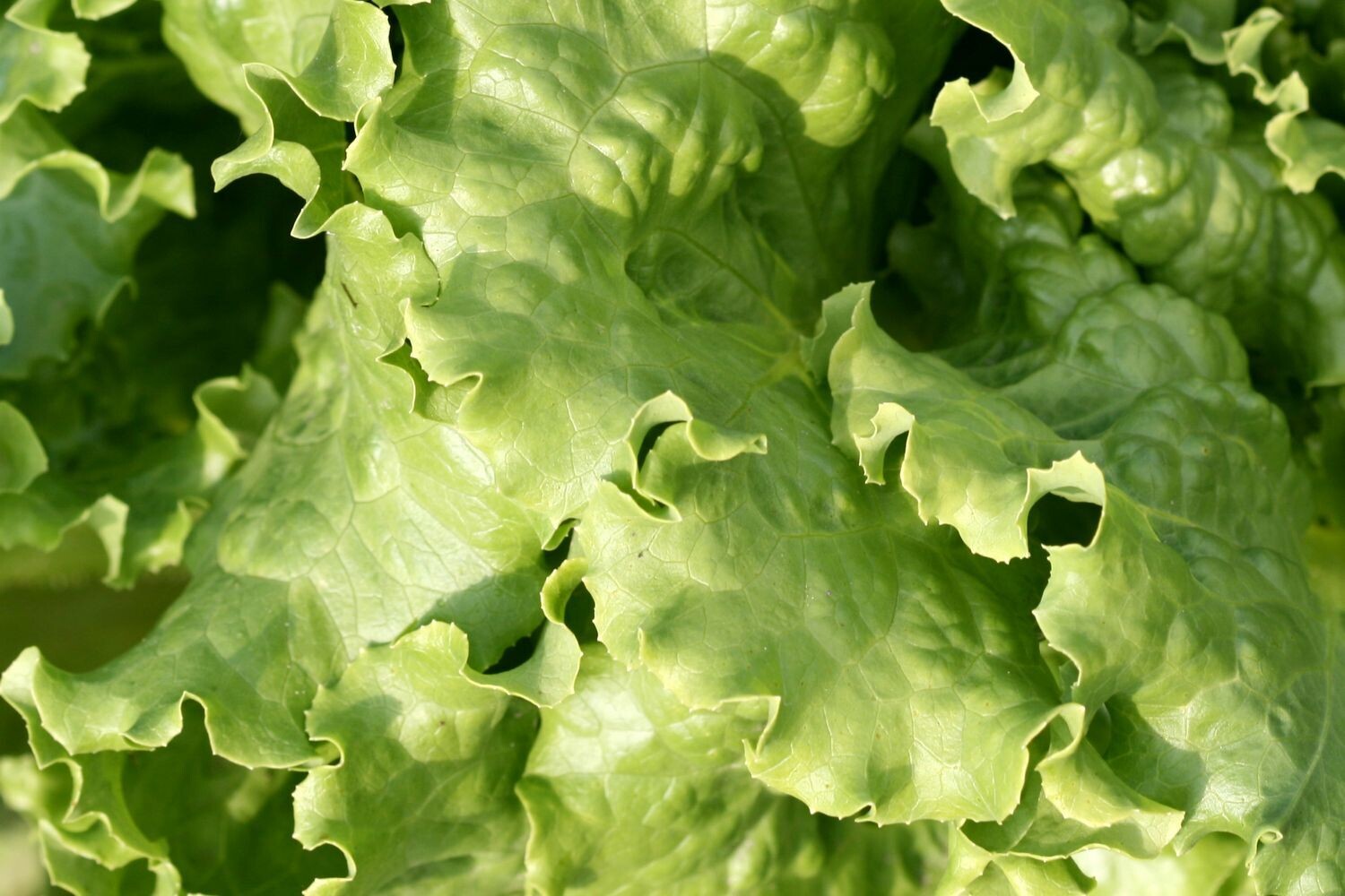 Bella Vita Mixed Greens