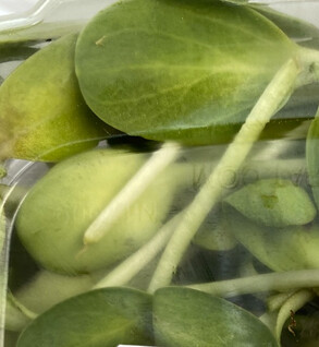 Microgreens  Sunflower Shoots